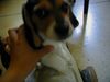 Beagle Foto: hola esta es la pagina (ID 19457) Beagle Hund