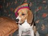 Beagle Foto: Nelson (ID 17306) Beagle Hund