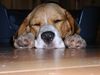 Beagle Foto: Wieder mal sooo müde! (ID 16925) Beagle Hund