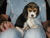 Beagle Foto: Baby Beagle (ID 18321) Beagle Hund