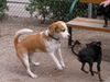 Beagle Foto: und hopp (ID 21129) Beagle Hund
