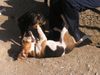Beagle Foto: hilfe !!! (ID 21134) Beagle Hund
