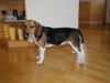 Beagle Foto: Tamira - 8 Monate (ID 12402) Beagle Hund