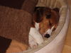 Beagle Foto: erster Tag im neuen zu Hause (ID 43119) Beagle Hund