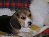 Beagle Foto: Baby Benny (ID 27349) Beagle Hund