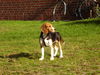 Beagle Foto (ID 43117) Beagle Hund