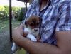 Beagle Foto: Phoebe (ID 44891) Beagle Hund