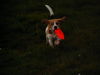 Beagle Foto: Bully beim Frisbee (ID 32105) Beagle Hund