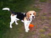 Beagle Foto: Bully beim Frisbee (ID 32106) Beagle Hund