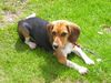 Beagle Foto: Tamira - 7 Monate (ID 11271) Beagle Hund