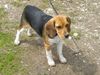 Beagle Foto: Tamira auf der Schafbergalm (ID 11272) Beagle Hund