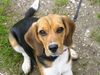 Beagle Foto: Tamira (ID 11273) Beagle Hund