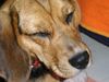 Beagle Foto: Warum muss der Blitz so hell sein? (ID 11600) Beagle Hund