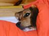 Beagle Foto: Muss ich wirklich jetzt schon aufstehen? (ID 11601) Beagle Hund