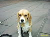 Beagle Foto: Emma auf Sylt (ID 28681) Beagle Hund