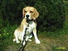 Beagle Foto: Emma auf Sylt (ID 28683) Beagle Hund