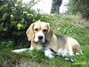 Beagle Foto: Emma auf Sylt (ID 28701) Beagle Hund