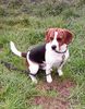 Beagle Foto: Unser süßer Morris (ID 12771) Beagle Hund