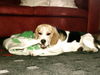 Beagle Foto: Die schmeckt ja gut!!! (ID 27425) Beagle Hund
