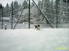Beagle Foto: Bully versinkt im Schnee (ID 27424) Beagle Hund