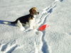 Beagle Foto: Schneefrisbee (ID 27426) Beagle Hund