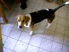 Beagle Foto: Chester (ID 12989) Beagle Hund