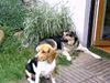 Beagle Foto: Chester am Meer (ID 14428) Beagle Hund