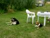 Beagle Foto: Chester am Meer (ID 14429) Beagle Hund