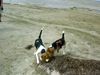 Beagle Foto: Chester in Polen (ID 14505) Beagle Hund