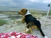 Beagle Foto: Chester in Polen (ID 14506) Beagle Hund
