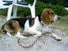 Beagle Foto: Chester in Polen (ID 14507) Beagle Hund