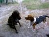 Beagle Foto: Chester in Polen (ID 14508) Beagle Hund