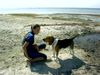 Beagle Foto: Chester in Polen (ID 14509) Beagle Hund
