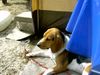 Beagle Foto (ID 14393) Beagle Hund