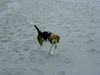 Beagle Foto: Chester am Meer (ID 14430) Beagle Hund