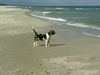Beagle Foto (ID 14391) Beagle Hund
