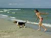 Beagle Foto (ID 14392) Beagle Hund