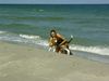 Beagle Foto: Chester am Meer (ID 14440) Beagle Hund