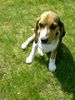 Beagle Foto: Chester (ID 10969) Beagle Hund