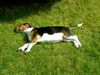 Beagle Foto: Chester (ID 10968) Beagle Hund