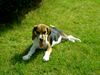 Beagle Foto: Chester (ID 10967) Beagle Hund