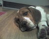 Beagle Foto: Unser Oscar!!! (ID 29255) Beagle Hund