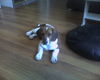 Beagle Foto (ID 29362) Beagle Hund