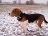 Beagle Hund