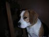 Beagle Foto: Pia (ID 21197) Beagle Hund