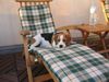 Beagle Foto: Pia (ID 19360) Beagle Hund