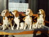 Beagle Foto: meine kleine Meute (ID 36101) Beagle Hund