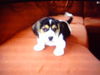 Beagle Foto (ID 30856) Beagle Hund
