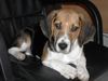 Beagle Foto: ROCKY (ID 17281) Beagle Hund