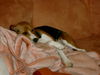 Beagle Hund